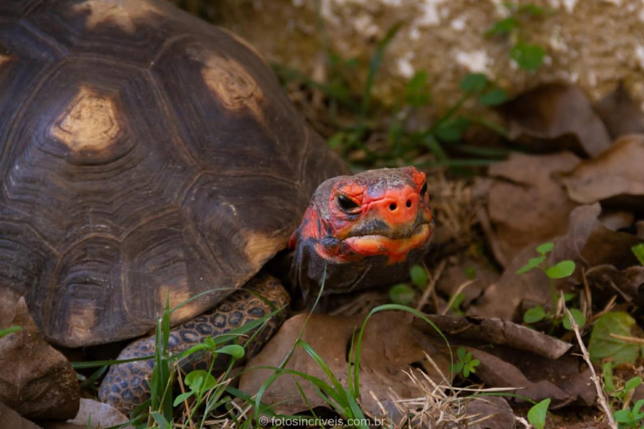 Pousada Natureza Divina Araquari Zewnętrze zdjęcie
