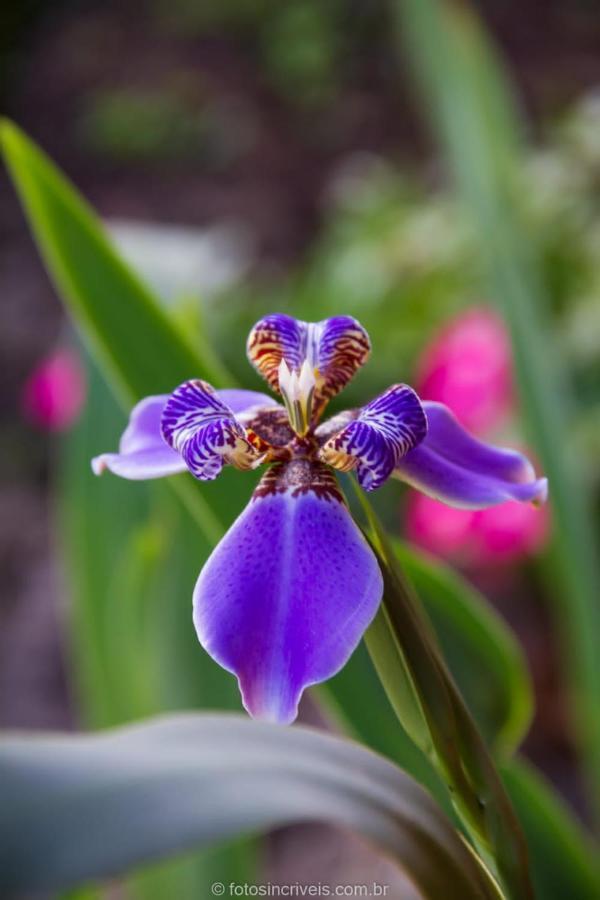 Pousada Natureza Divina Araquari Zewnętrze zdjęcie